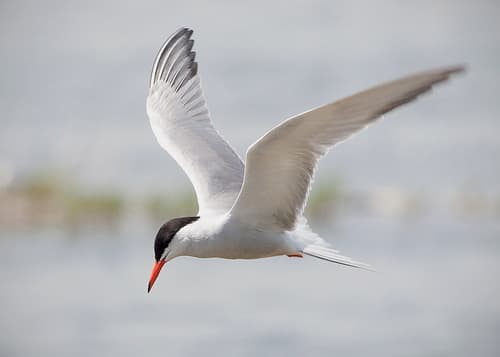 Common Tern
