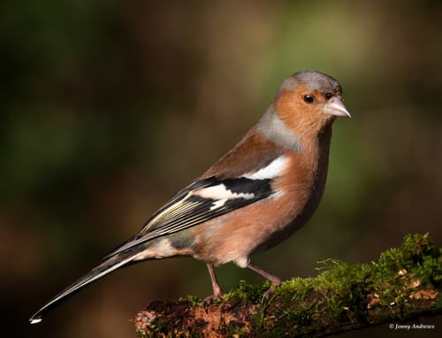 Chaffinch