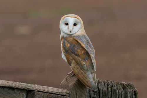 Barn Owl