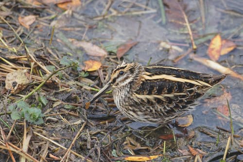 Jack Snipe