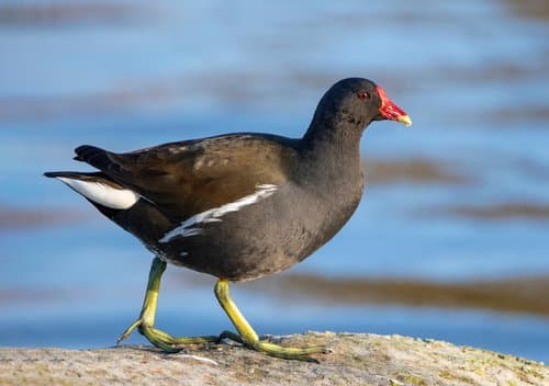 Moorhen