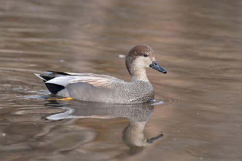 Gadwall