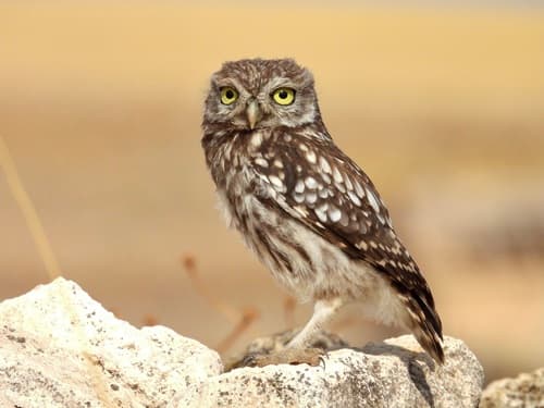 Little Owl