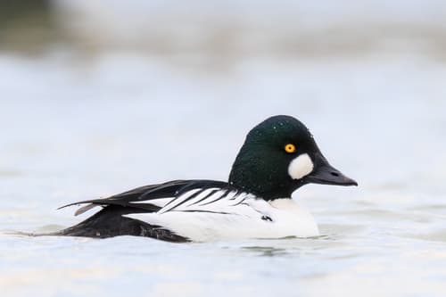 Goldeneye