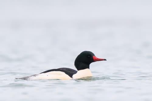 Goosander