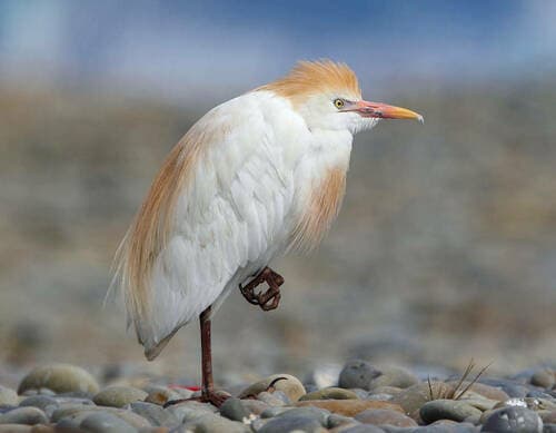 Cattle Egret