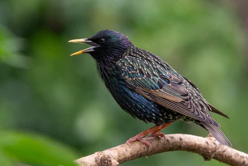Starling
