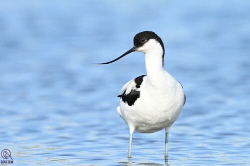Avocet