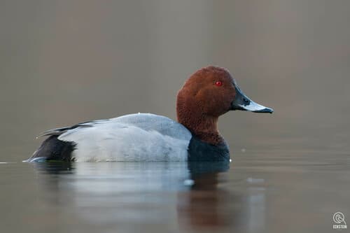 Pochard