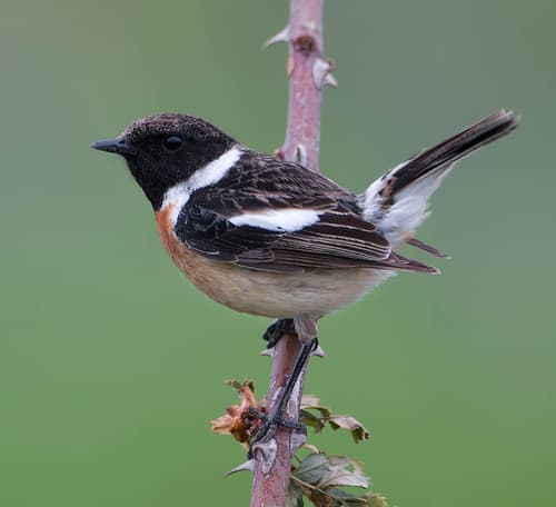 Stonechat