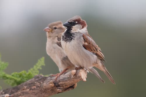 House Sparrow