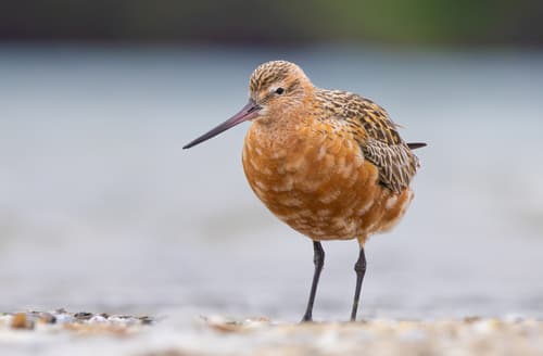 Bar-tailed Godwit