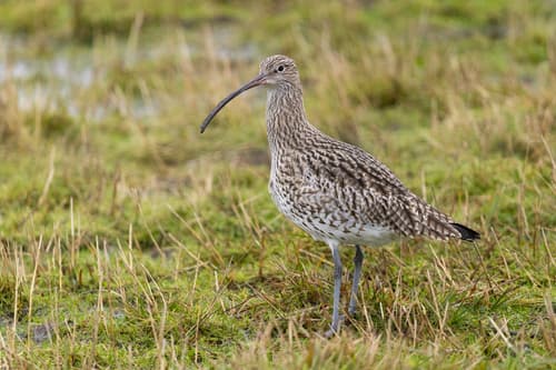 Curlew