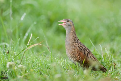 Corncrake