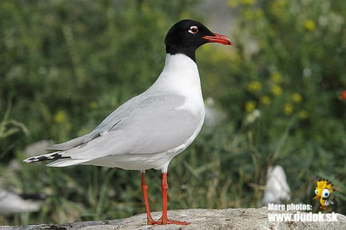 Mediterranean Gull