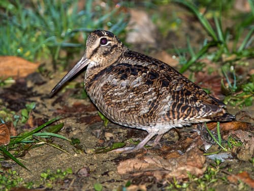 Woodcock