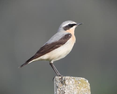 Wheatear