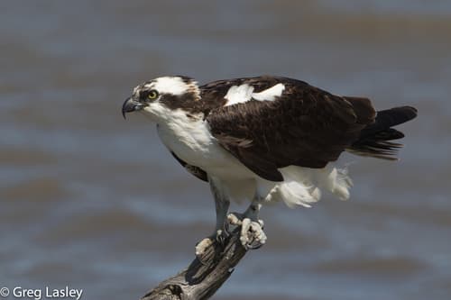 Osprey