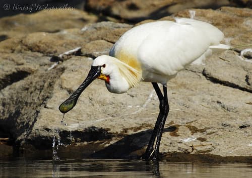Spoonbill