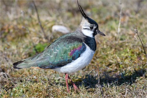 Lapwing