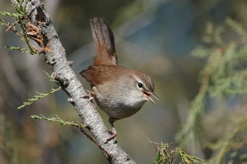 Cetti's Warbler