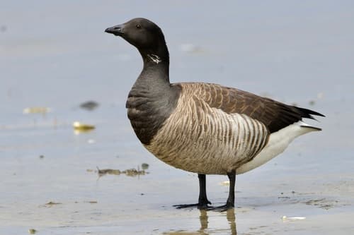 Brent Goose