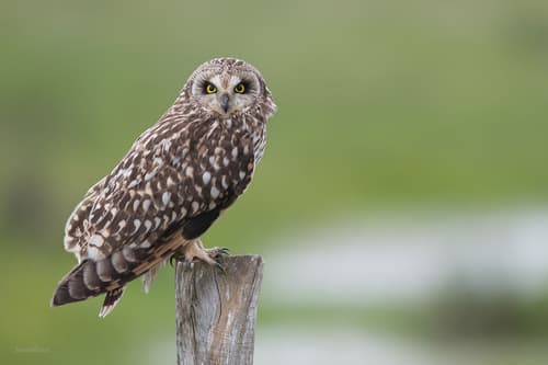 Short-eared Owl