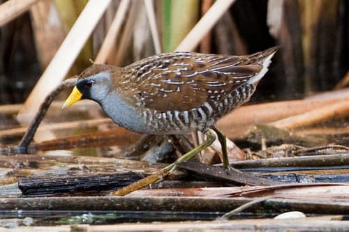 Spotted Crake