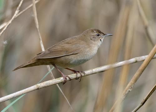 Savi's Warbler